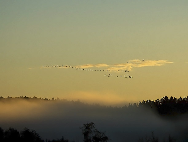 Merihanhi, Greylag Goose, Anser anser